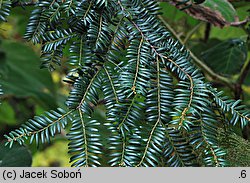 Taxus celebica