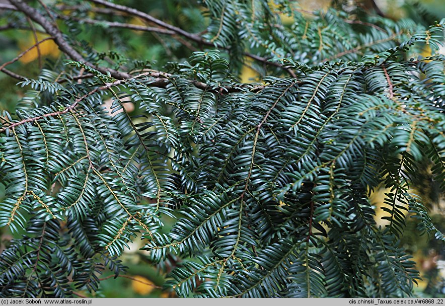 Taxus celebica