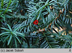 Taxus cuspidata Nana