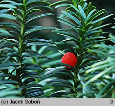 Taxus cuspidata Nana