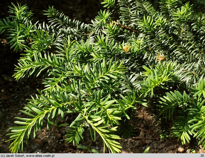 Taxus cuspidata Nana