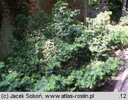 Taxus cuspidata Nana