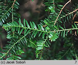 Taxus baccata Adpressa