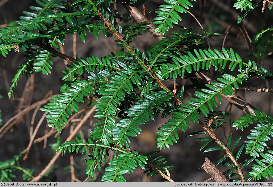 Taxus baccata Adpressa