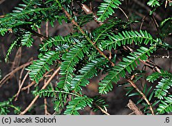 Taxus baccata Adpressa