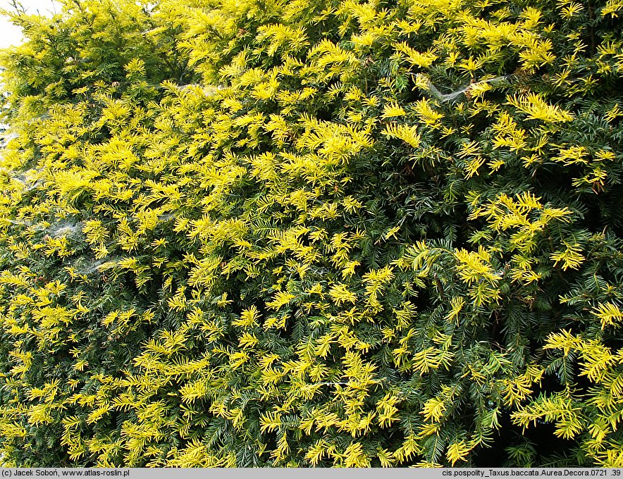 Taxus baccata Aurea Decora