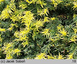 Taxus baccata Aurea Decora