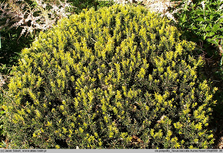 Taxus baccata Aurea Hoseri