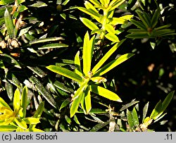 Taxus baccata Aurea Hoseri