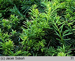 Taxus baccata Aurea