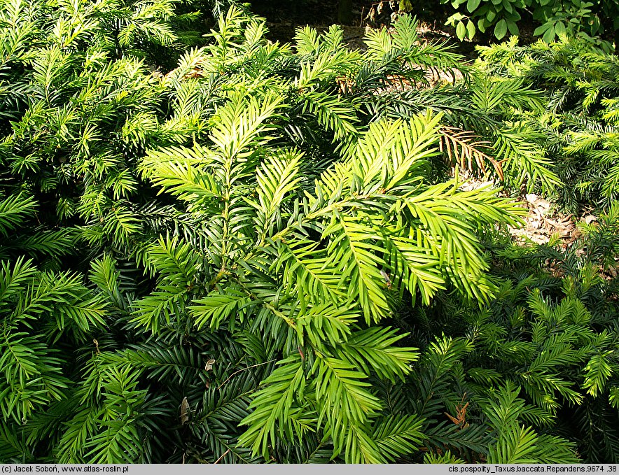 Taxus baccata Repandens