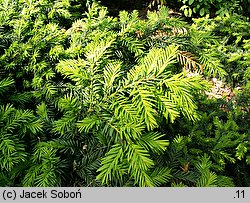 Taxus baccata Repandens