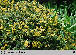 Taxus baccata Brzeg