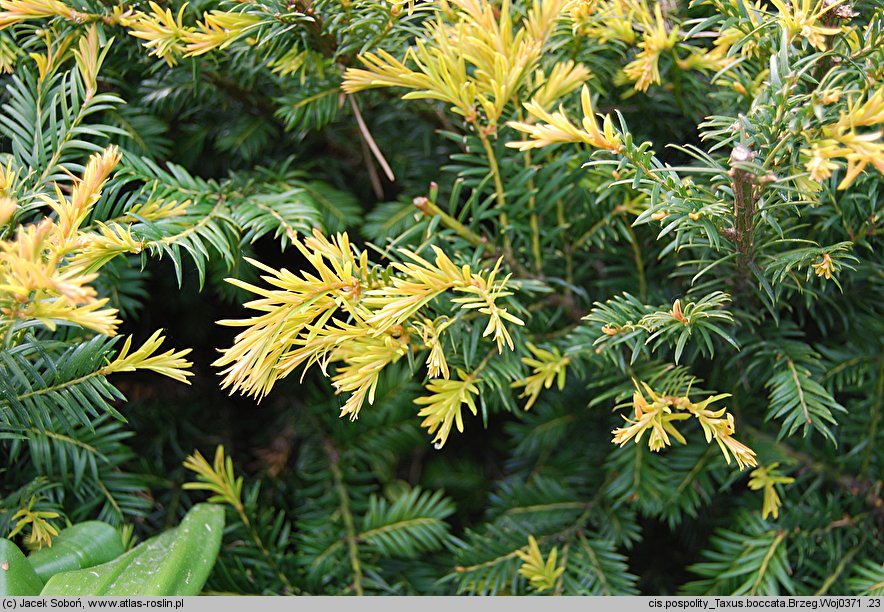 Taxus baccata Brzeg