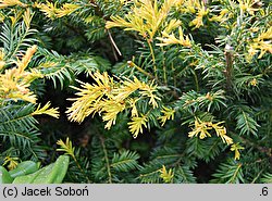 Taxus baccata Brzeg