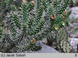 Cylindropuntia whipplei