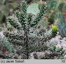 Cylindropuntia whipplei