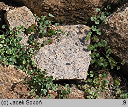 Cymbalaria pallida (cymbalaria blada)