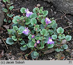 Cymbalaria pallida (cymbalaria blada)