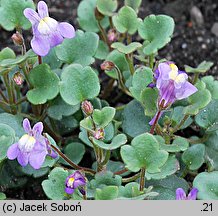 Cymbalaria pallida (cymbalaria blada)