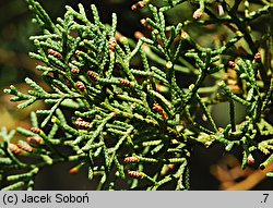 Cupressus sempervirens (cyprys wiecznie zielony)