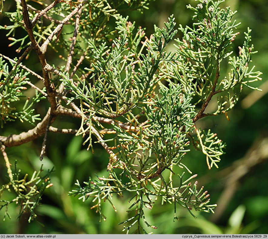 Cupressus sempervirens (cyprys wiecznie zielony)