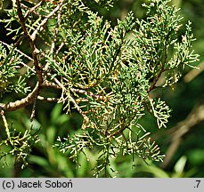 Cupressus sempervirens (cyprys wiecznie zielony)