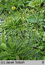 Nigella orientalis (czarnuszka wschodnia)