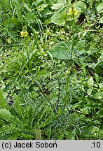 Nigella orientalis (czarnuszka wschodnia)