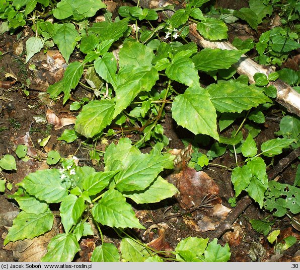 Circaea intermedia