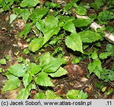 Circaea intermedia