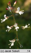 Circaea intermedia