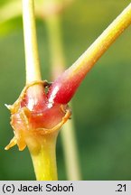 Circaea intermedia