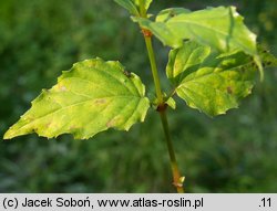 Circaea intermedia