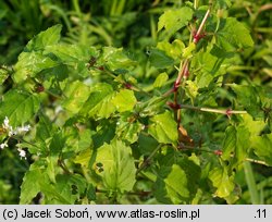 Circaea intermedia