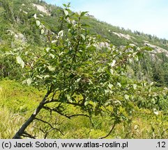 Padus petraea (czeremcha skalna)