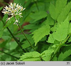 Actaea rubra (czerniec czerwony)