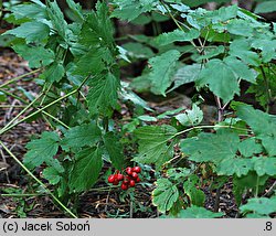 Actaea rubra (czerniec czerwony)