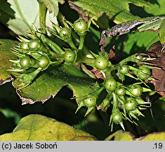 Hydrophyllum canadense (czerpatka kanadyjska)