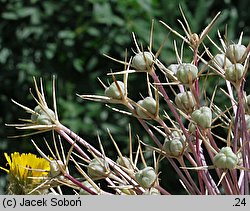 Allium cristophii (czosnek białawy)