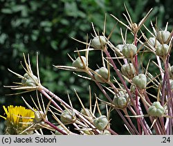 Allium christophii (czosnek białawy)