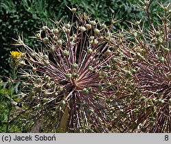 Allium christophii (czosnek białawy)