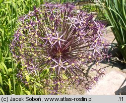 Allium cristophi