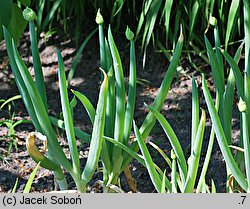 Allium fistulosum (czosnek dęty)