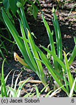 Allium fistulosum (czosnek dęty)