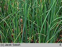 Allium sphaerocephalon (czosnek główkowaty)