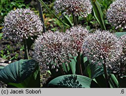 Allium karataviense (czosnek karatawski)