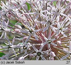 Allium karataviense (czosnek karatawski)