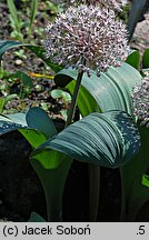 Allium karataviense (czosnek karatawski)