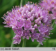 Allium senescens ssp. glaucum (czosnek sinawy)